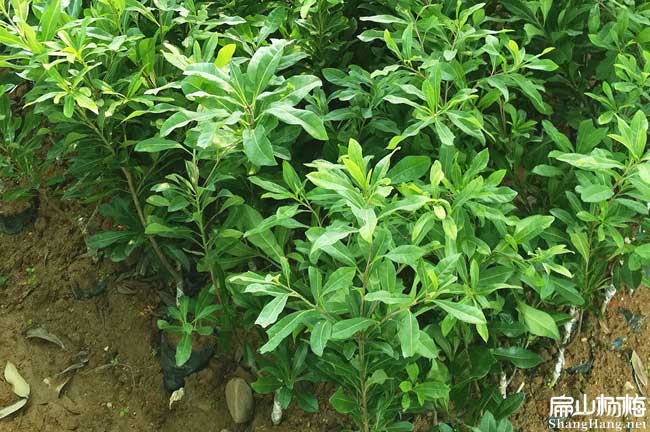 新苗 楊梅種植施肥時間.數(shù)量和方法-扁山楊梅