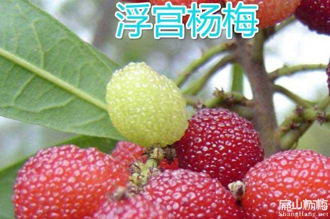 湖北1-3-2-4-5-6年東魁楊梅苗批發(fā)價錢多少錢一棵黃石-扁山楊梅