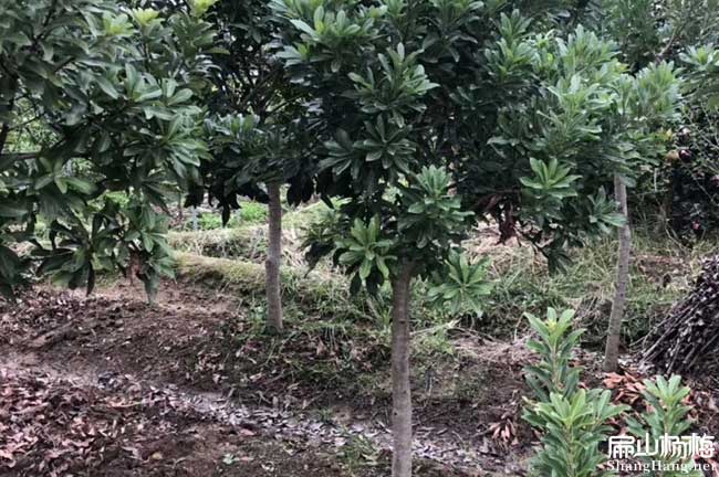 貴港5公分楊梅苗