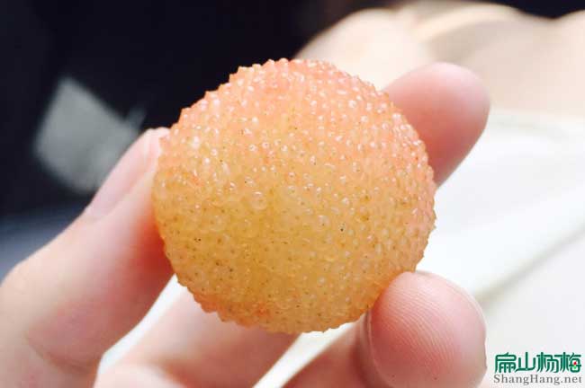 福州東魁楊梅苗