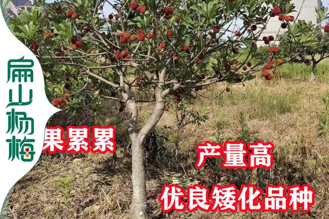 吳縣小葉細(xì)蒂楊梅苗