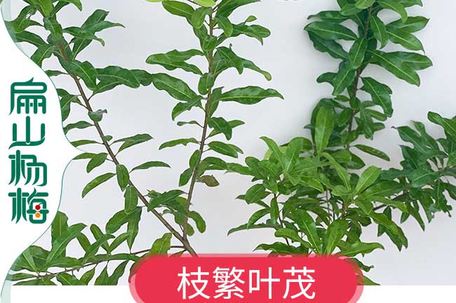 鹽城1年大黑炭楊梅小杯苗 徐州2年東魁楊梅裸根實生50公分-扁山楊梅