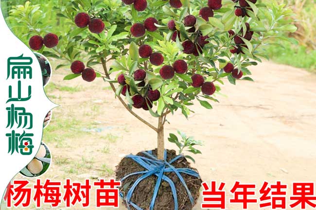 當(dāng)年掛果楊梅苗