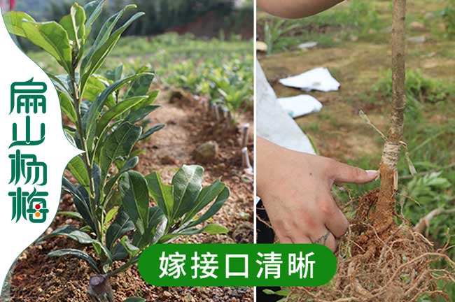 苗木產(chǎn)品細(xì)節(jié)