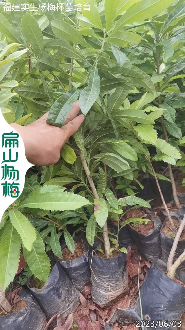 江門(mén)實(shí)生楊梅小杯苗