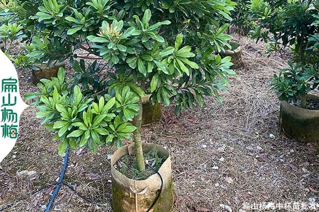 新型 韶關(guān)1-2年小油茶苗批發(fā).巨大果楊梅苗培育.價(jià)格1元一珠