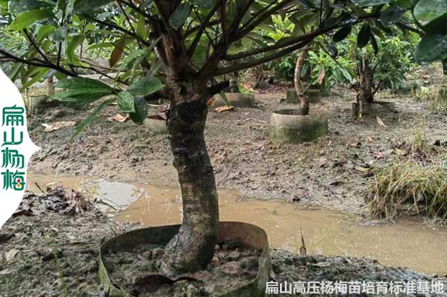 [高壓楊梅大杯苗廣西培育基地]黑高峰烏酥永樹冠楊梅苗50CM1年
