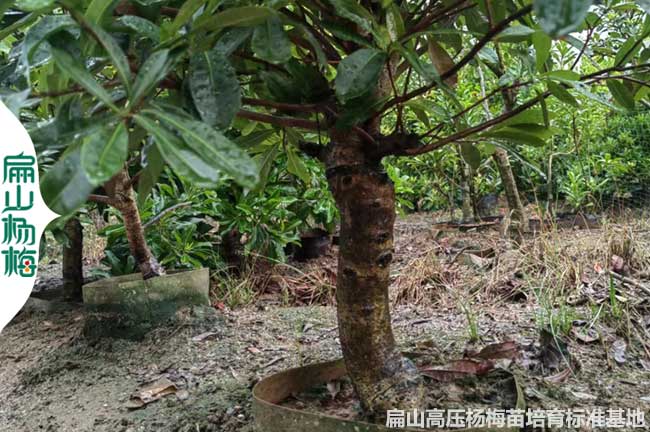福建高壓楊梅苗批發(fā)