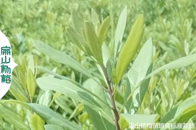 眉山嫁接?xùn)|魁楊梅苗