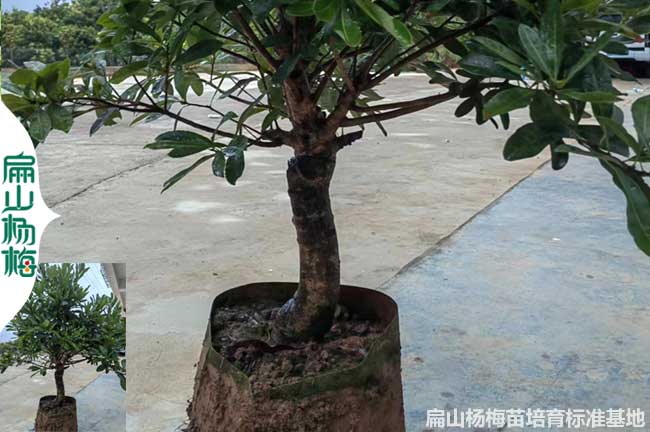 湖南高壓楊梅大杯苗