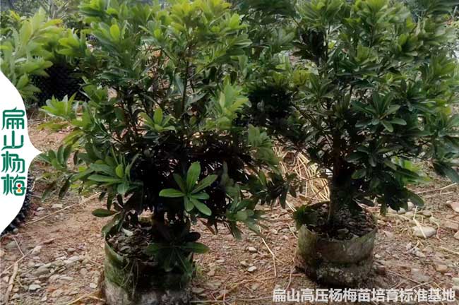 浙江高壓楊梅大杯苗