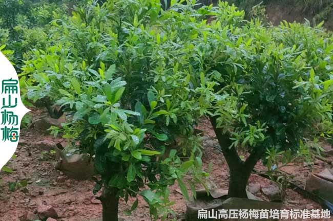高壓貴州永樹冠大楊梅苗培育標準基地 黑高峰大黑炭烏梅1-4年