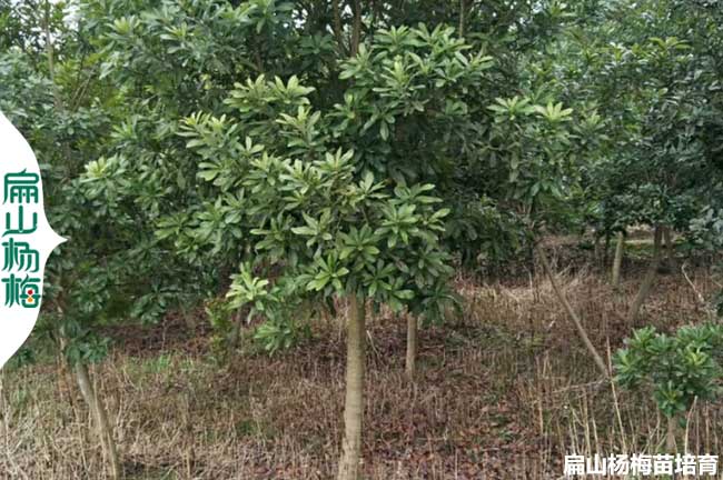 已結(jié)果 廣西早熟大楊梅苗批發(fā) 廣西柳州桂林南寧水晶楊梅1元