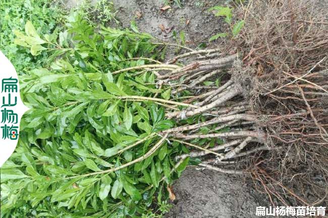 臺州2年楊梅裸根苗批發(fā)