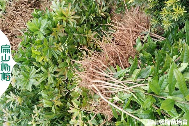 福建實(shí)生楊梅裸根苗