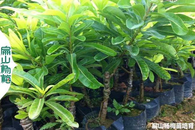 浙江有名楊梅樹苗 批發(fā)金華臺(tái)州臨海仙居黃巖1-3-2年小杯苗