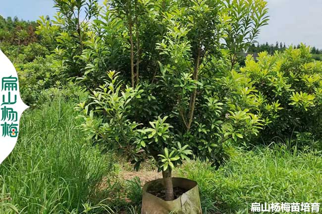 [高壓四川江蘇云南白楊梅大杯苗]永樹冠黑高峰水晶大黑炭3-8CM