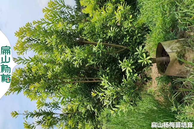 早薺楊梅苗 長(zhǎng)沙早熟晚熟中熟楊梅樹(shù)苗 培育批發(fā)30-50-80CM