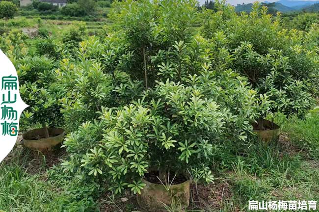 臺(tái)州楊梅大杯苗批發(fā)