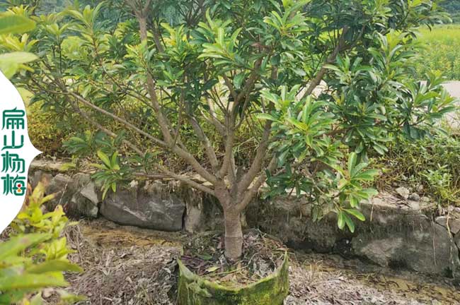 慶陽(yáng)楊梅大杯苗批發(fā)