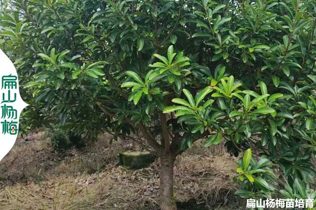 [遲熟烏梅苗]邢臺早熟東魁楊梅苗批發(fā) 荸薺晚熟7-8月份成熟