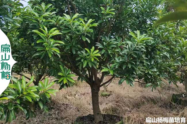 2024高壓造型美觀楊梅大杯苗 福建別墅種植 棒棒糖樹型 傘形