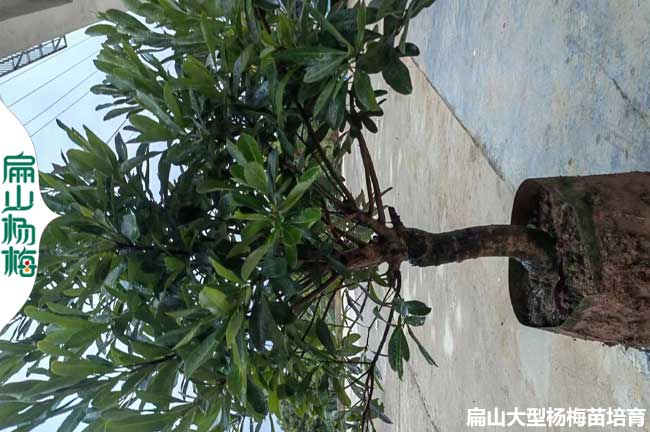 懷化永樹冠楊梅大杯苗批發(fā)