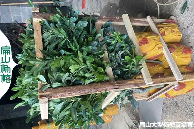 慶陽(yáng)楊梅苗發(fā)貨
