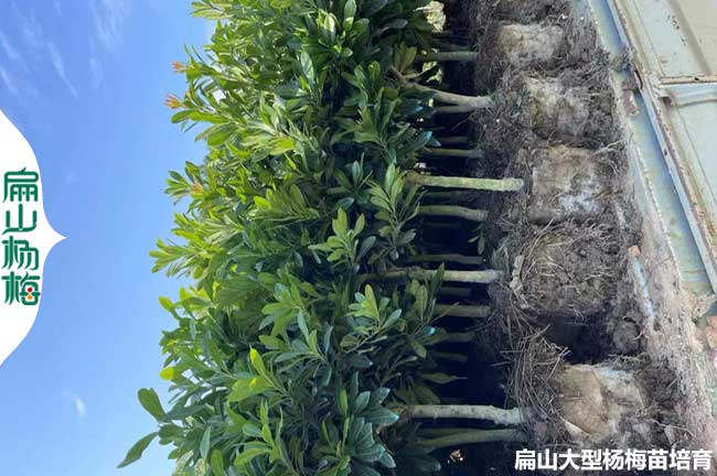 廣西永樹冠楊梅大杯苗