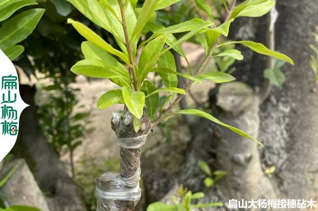 嫁接楊梅技術(shù)