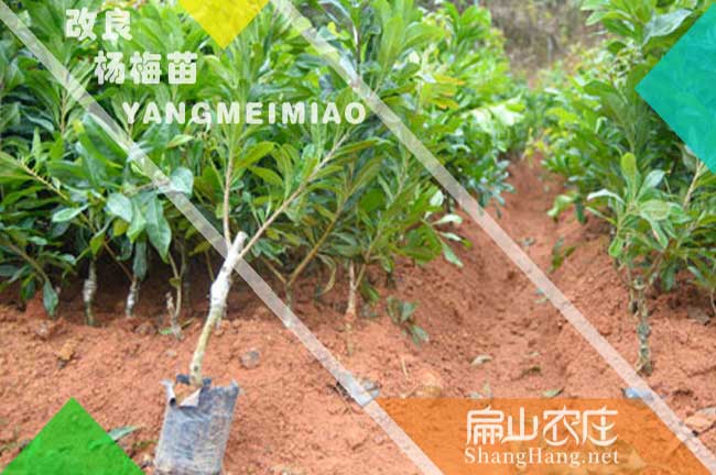 特早熟楊梅小杯苗 玉溪楊梅苗批發(fā) 玉溪東魁黑高峰仙居6元
