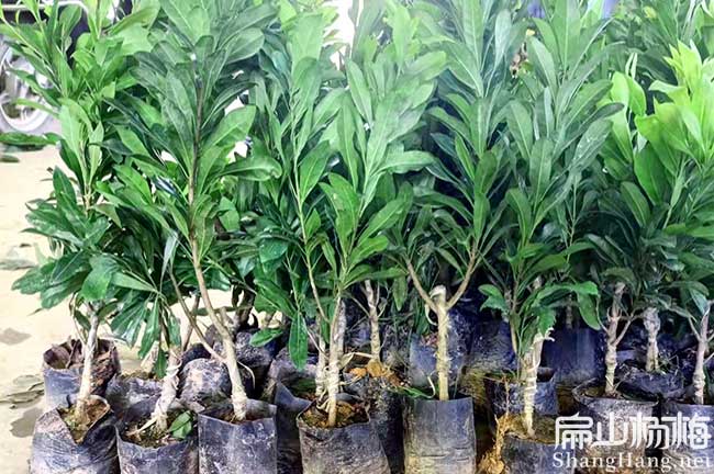種植100畝楊梅利潤 前景價格 管理技術(shù) 畝產(chǎn)量-扁山楊梅