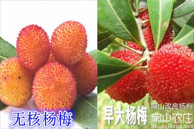 云南無核楊梅批發(fā)