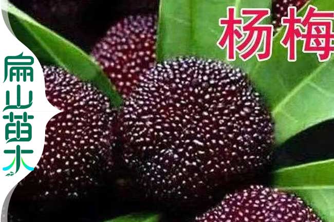 江門賣水晶楊梅苗 哪里有白楊梅苗 多少錢一顆什么價(jià)格38元