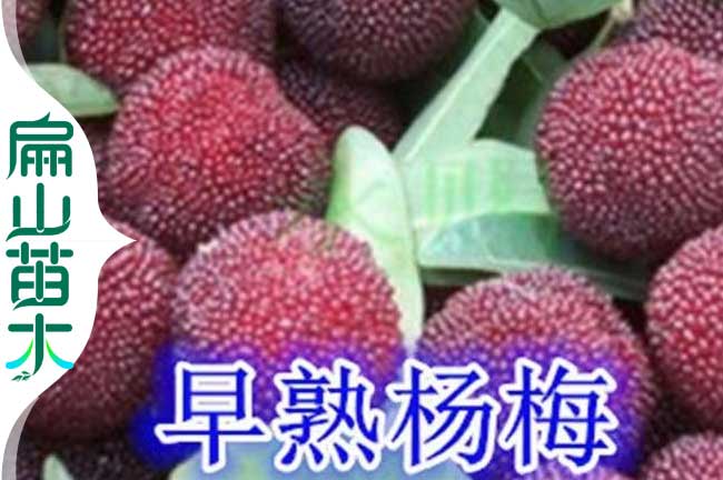 江門(mén)早熟楊梅苗