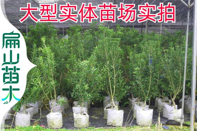 楊梅小杯苗