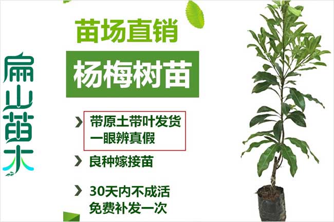 銷路 貴州大畢節(jié)黑高峰水晶白楊梅小杯苗 粗1-2CM 高50公分