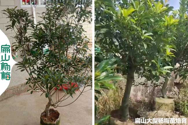 黃巖楊梅大杯苗培育