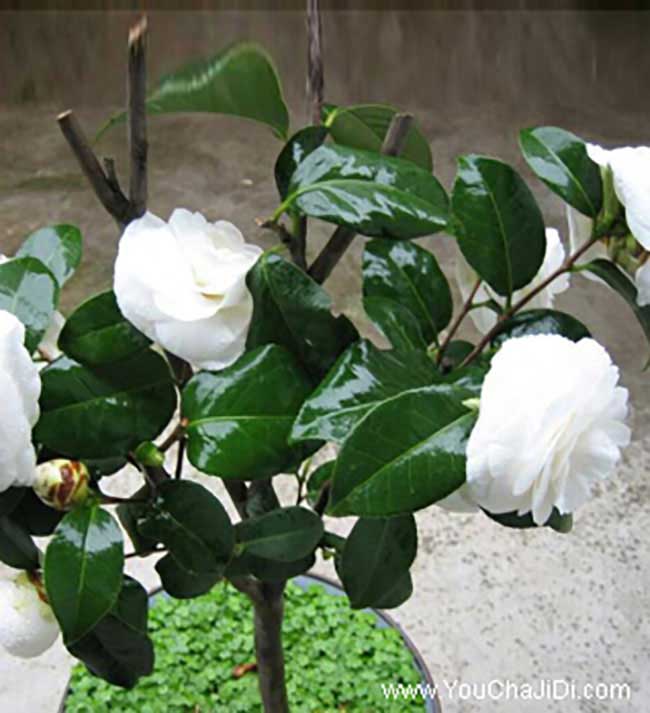 湖北油茶種植技術(shù)