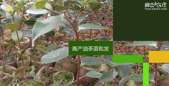 福建良種油茶苗