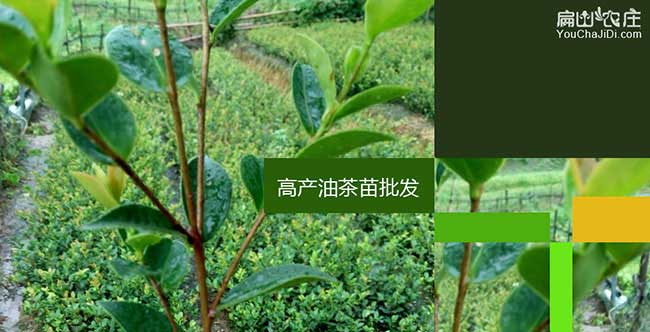 南岳茶樹種植