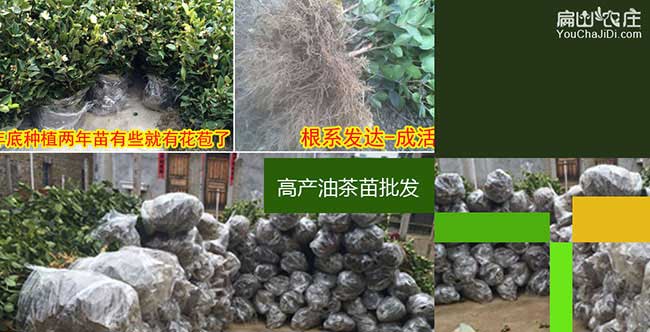天門油茶規(guī)模