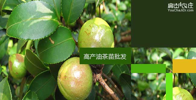龍巖油茶樹(shù)