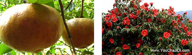 中國(guó)紅花油茶基地