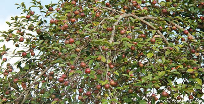 婁底大油茶基地婁底茶籽樹(shù)苗批發(fā)價(jià)格