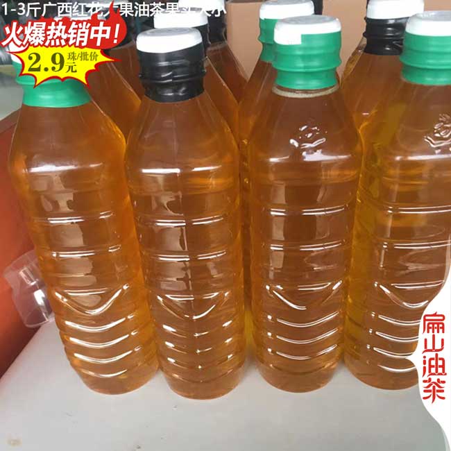 陽朔大果油茶苗批發(fā)