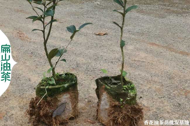 瓊東9號(hào)油茶苗