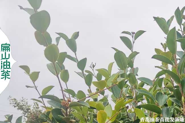 瓊東8號(hào)油茶苗