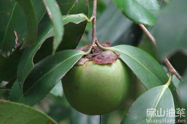 江西2023長林40號53 18號油茶小杯苗紅花大果批發(fā)價格-扁山油茶