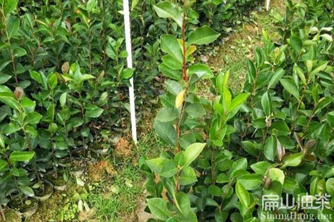 三明長林茶樹苗